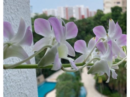 Orchids Require Patience